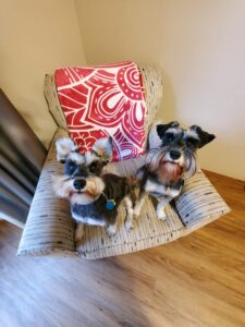 Two small dogs on chair