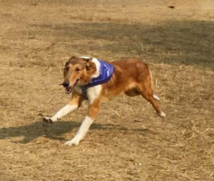 Large running dog